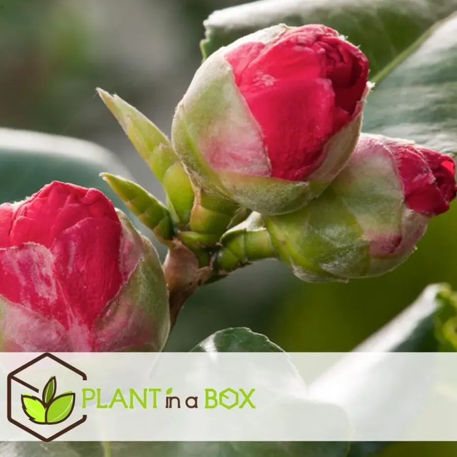 Plant in a Box Japanse Roos - Camellia japonica 'Lady Campbell' - Hoogte 60-70cm - ⌀19cm