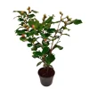 Planten|Tuinplanten-Plant in a Box Japanse Roos - Camellia japonica 'Dr. King' - Hoogte 50-60cm - ⌀15cm