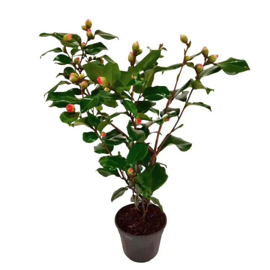 Planten|Tuinplanten-Plant in a Box Japanse Roos - Camellia japonica 'Dr. King' - Hoogte 50-60cm - ⌀15cm