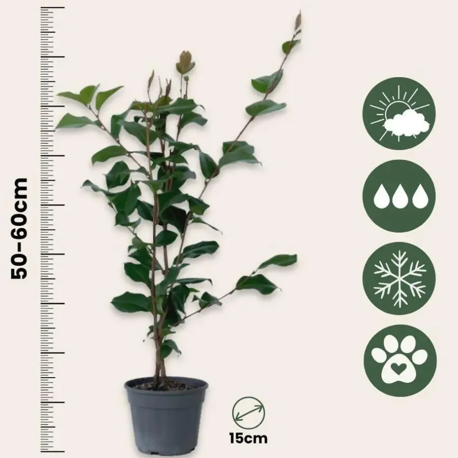 Planten|Tuinplanten-Plant in a Box Japanse Roos - Camellia japonica 'Dr. King' - Hoogte 50-60cm - ⌀15cm