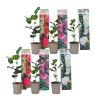 Planten|Tuinplanten-Plant in a Box Japanse Roos - Set van 6 - Camellia japonica - Hoogte 25-40cm - ⌀9cm