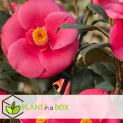 Planten|Tuinplanten-Plant in a Box Japanse Roos - Set van 6 - Camellia japonica - Hoogte 25-40cm - ⌀9cm