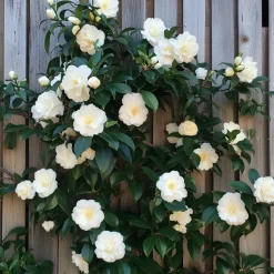 Planten|Tuinplanten-Plant in a Box Japanse Roos - Set van 6 - Camellia japonica - Hoogte 25-40cm - ⌀9cm