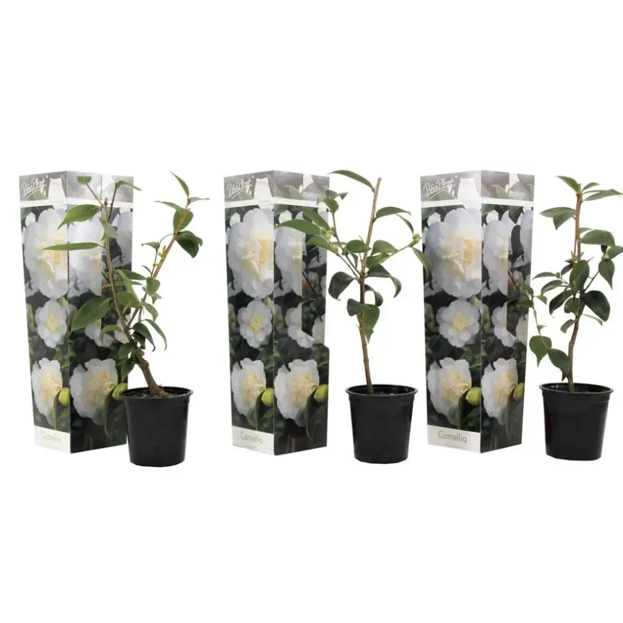 Planten|Tuinplanten-Plant in a Box Japanse Roos - Set van 3 - Camellia 'Brush Field' - Hoogte 25-40cm - ⌀9cm