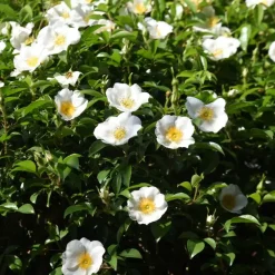Planten|Tuinplanten-Plant in a Box Japanse Roos - Set van 3 - Camellia 'Brush Field' - Hoogte 25-40cm - ⌀9cm