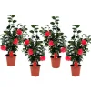 Plant in a Box Japanse Roos - Set van 4 - Camellia 'Lady Campbell' - Hoogte 60-70cm - ⌀19cm