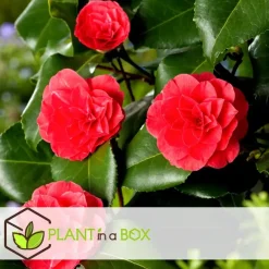 Plant in a Box Japanse Roos - Set van 4 - Camellia 'Lady Campbell' - Hoogte 60-70cm - ⌀19cm