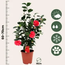 Plant in a Box Japanse Roos - Set van 4 - Camellia 'Lady Campbell' - Hoogte 60-70cm - ⌀19cm