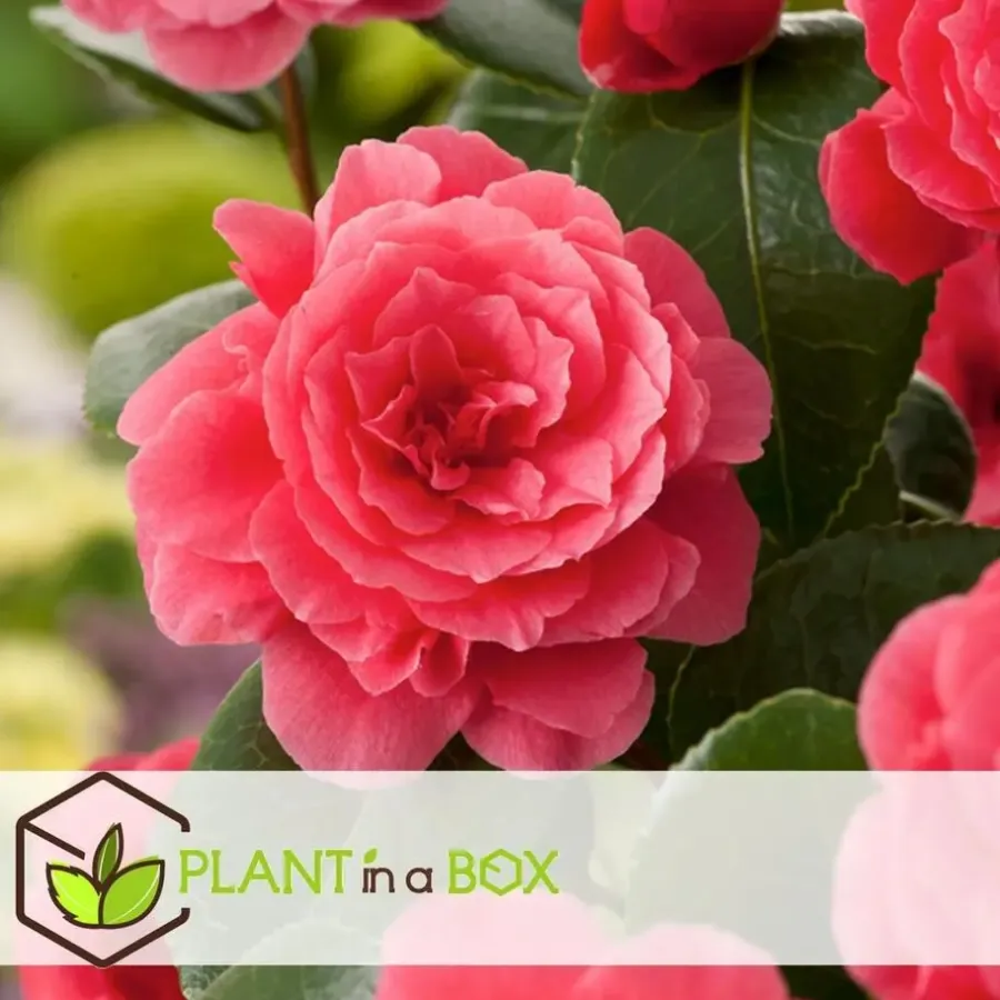 Plant in a Box Japanse Roos - Set van 4 - Camellia 'Lady Campbell' - Hoogte 60-70cm - ⌀19cm