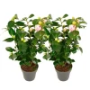 Plant in a Box Japanse Roos - Set van 2 - Camellia 'Bonomiana' - Hoogte 50-60cm - ⌀15cm
