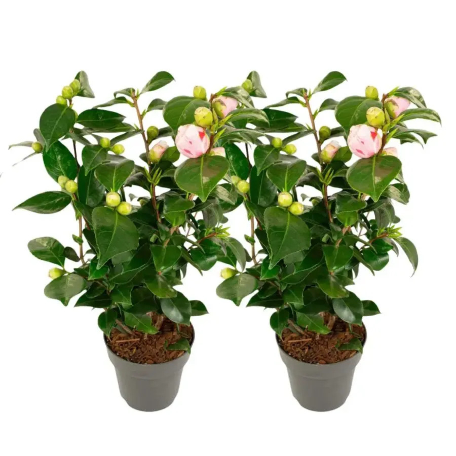 Plant in a Box Japanse Roos - Set van 2 - Camellia 'Bonomiana' - Hoogte 50-60cm - ⌀15cm