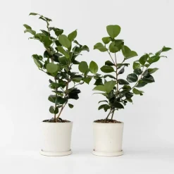 Plant in a Box Japanse Roos - Set van 2 - Camellia 'Bonomiana' - Hoogte 50-60cm - ⌀15cm
