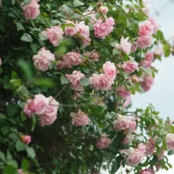 Plant in a Box Japanse Roos - Set van 2 - Camellia 'Bonomiana' - Hoogte 50-60cm - ⌀15cm