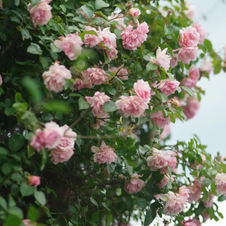 Plant in a Box Japanse Roos - Set van 2 - Camellia 'Bonomiana' - Hoogte 50-60cm - ⌀15cm