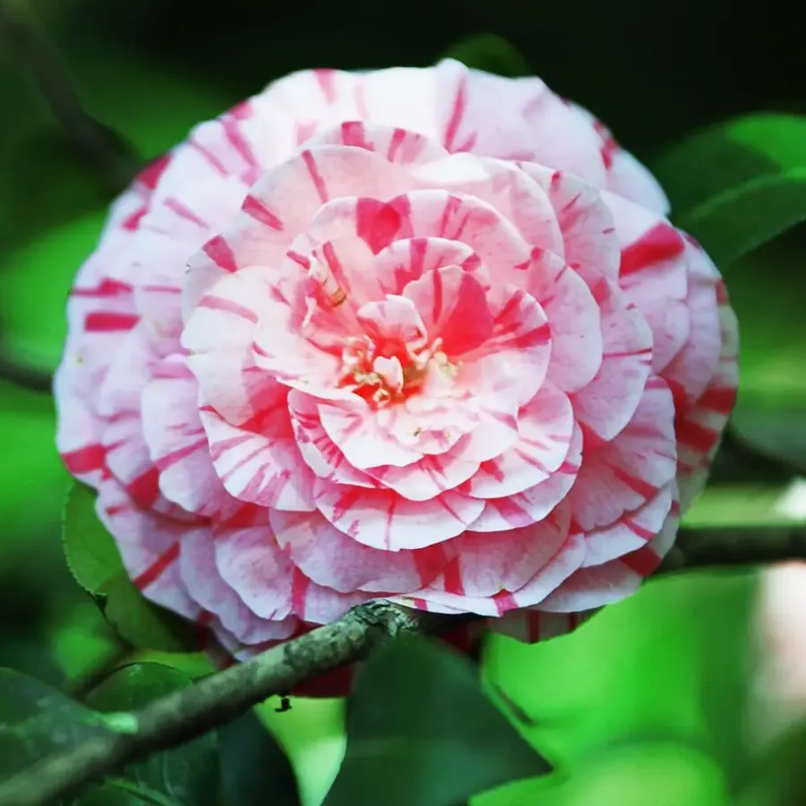 Plant in a Box Japanse Roos - Set van 2 - Camellia 'Bonomiana' - Hoogte 50-60cm - ⌀15cm