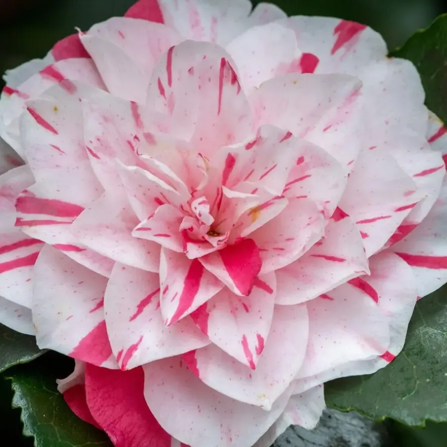Plant in a Box Japanse Roos - Set van 2 - Camellia 'Bonomiana' - Hoogte 50-60cm - ⌀15cm