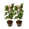 Tuinplanten-Plant in a Box Japanse Roos - Set van 2 - Camellia japonica 'Dr. King' - Hoogte 50-60cm - ⌀15cm