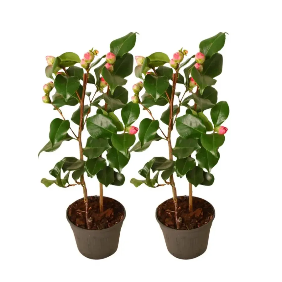 Tuinplanten-Plant in a Box Japanse Roos - Set van 2 - Camellia japonica 'Dr. King' - Hoogte 50-60cm - ⌀15cm