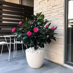 Tuinplanten-Plant in a Box Japanse Roos - Set van 2 - Camellia japonica 'Dr. King' - Hoogte 50-60cm - ⌀15cm