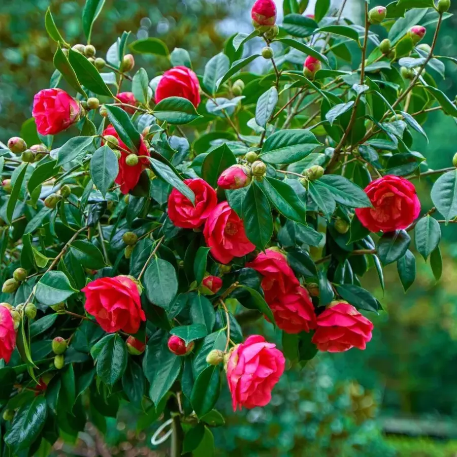 Tuinplanten-Plant in a Box Japanse Roos - Set van 2 - Camellia japonica 'Dr. King' - Hoogte 50-60cm - ⌀15cm