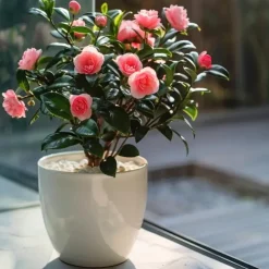 Tuinplanten-Plant in a Box Japanse Roos - Set van 2 - Camellia japonica 'Dr. King' - Hoogte 50-60cm - ⌀15cm