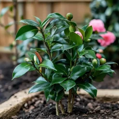 Tuinplanten-Plant in a Box Japanse Roos - Set van 2 - Camellia japonica 'Dr. King' - Hoogte 50-60cm - ⌀15cm