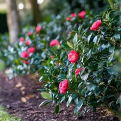 Tuinplanten-Plant in a Box Japanse Roos - Set van 2 - Camellia japonica 'Dr. King' - Hoogte 50-60cm - ⌀15cm