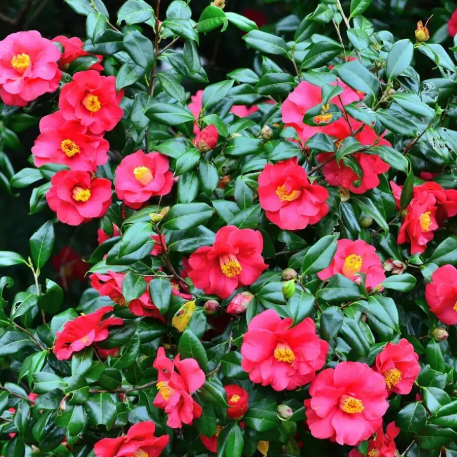 Tuinplanten-Plant in a Box Japanse Roos - Set van 2 - Camellia japonica 'Dr. King' - Hoogte 50-60cm - ⌀15cm