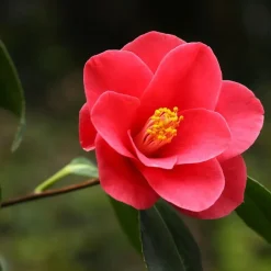 Tuinplanten-Plant in a Box Japanse Roos - Set van 2 - Camellia japonica 'Dr. King' - Hoogte 50-60cm - ⌀15cm