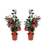 Plant in a Box Japanse Roos - Set van 2 - Camellia 'Lady Campbell' - Hoogte 60-70cm - ⌀19cm
