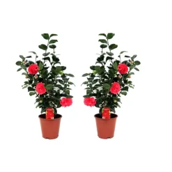 Plant in a Box Japanse Roos - Set van 2 - Camellia 'Lady Campbell' - Hoogte 60-70cm - ⌀19cm