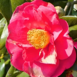 Plant in a Box Japanse Roos - Set van 2 - Camellia 'Lady Campbell' - Hoogte 60-70cm - ⌀19cm