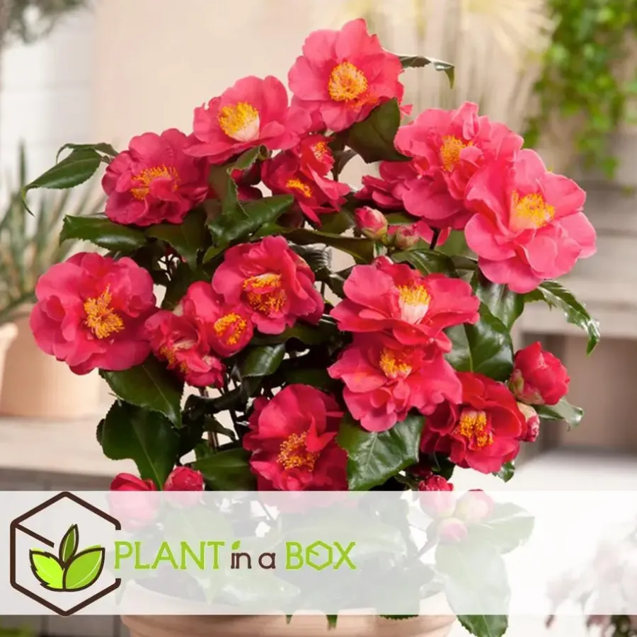 Plant in a Box Japanse Roos - Set van 2 - Camellia 'Lady Campbell' - Hoogte 60-70cm - ⌀19cm