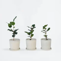 Tuinplanten-Plant in a Box Japanse Roos - Set van 3 - Camellia japonica - Hoogte 25-40cm - ⌀9cm