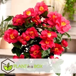 Tuinplanten-Plant in a Box Japanse Roos - Set van 3 - Camellia japonica - Hoogte 25-40cm - ⌀9cm