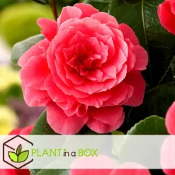 Tuinplanten-Plant in a Box Japanse Roos - Set van 3 - Camellia japonica - Hoogte 25-40cm - ⌀9cm
