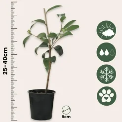 Tuinplanten-Plant in a Box Japanse Roos - Set van 3 - Camellia japonica - Hoogte 25-40cm - ⌀9cm