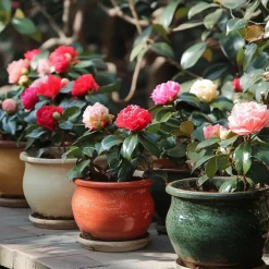 Tuinplanten-Plant in a Box Japanse Roos - Set van 3 - Camellia japonica - Hoogte 25-40cm - ⌀9cm