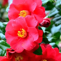 Tuinplanten-Plant in a Box Japanse Roos - Set van 3 - Camellia japonica - Hoogte 25-40cm - ⌀9cm