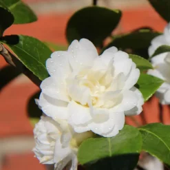 Tuinplanten-Plant in a Box Japanse Roos - Set van 3 - Camellia japonica - Hoogte 25-40cm - ⌀9cm