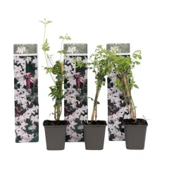 Planten|Tuinplanten-Plant in a Box Jasmijn - Set van 3 - Jasminum 'Officinale' - Hoogte 25-40cm - ⌀9cm
