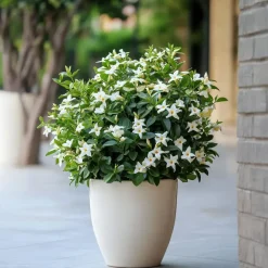 Planten|Tuinplanten-Plant in a Box Jasmijn - Set van 3 - Jasminum 'Officinale' - Hoogte 25-40cm - ⌀9cm