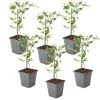 Planten|Tuinplanten-Plant in a Box Jasmijn - Set van 6 - Jasminum 'Summer Scent' - Hoogte 25-40cm - ⌀9cm