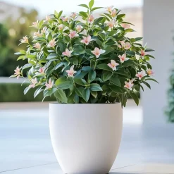 Planten|Tuinplanten-Plant in a Box Jasmijn - Set van 6 - Jasminum 'Summer Scent' - Hoogte 25-40cm - ⌀9cm