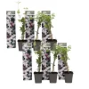 Plant in a Box Jasmijn - Set van 6 - Jasminum 'Officinale' - Hoogte 25-40cm - ⌀9cm