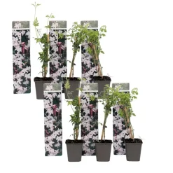 Plant in a Box Jasmijn - Set van 6 - Jasminum 'Officinale' - Hoogte 25-40cm - ⌀9cm
