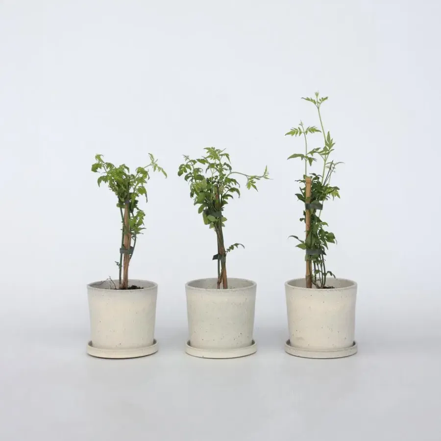 Plant in a Box Jasmijn - Set van 6 - Jasminum 'Officinale' - Hoogte 25-40cm - ⌀9cm