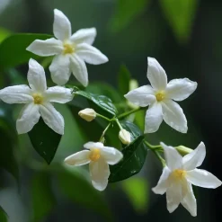 Plant in a Box Jasmijn - Set van 6 - Jasminum 'Officinale' - Hoogte 25-40cm - ⌀9cm