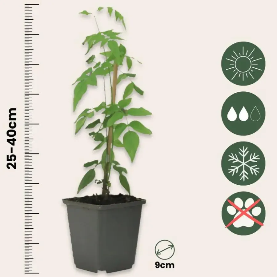 Plant in a Box Jasmijn - Set van 6 - Jasminum 'Officinale' - Hoogte 25-40cm - ⌀9cm