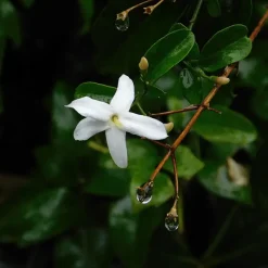 Plant in a Box Jasmijn - Set van 6 - Jasminum 'Officinale' - Hoogte 25-40cm - ⌀9cm